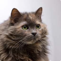 Cat-426