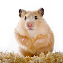 Dave-the-hamster-429