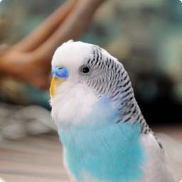 budgie-427