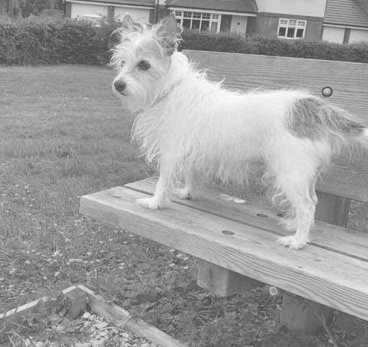 doggy-on-bench
